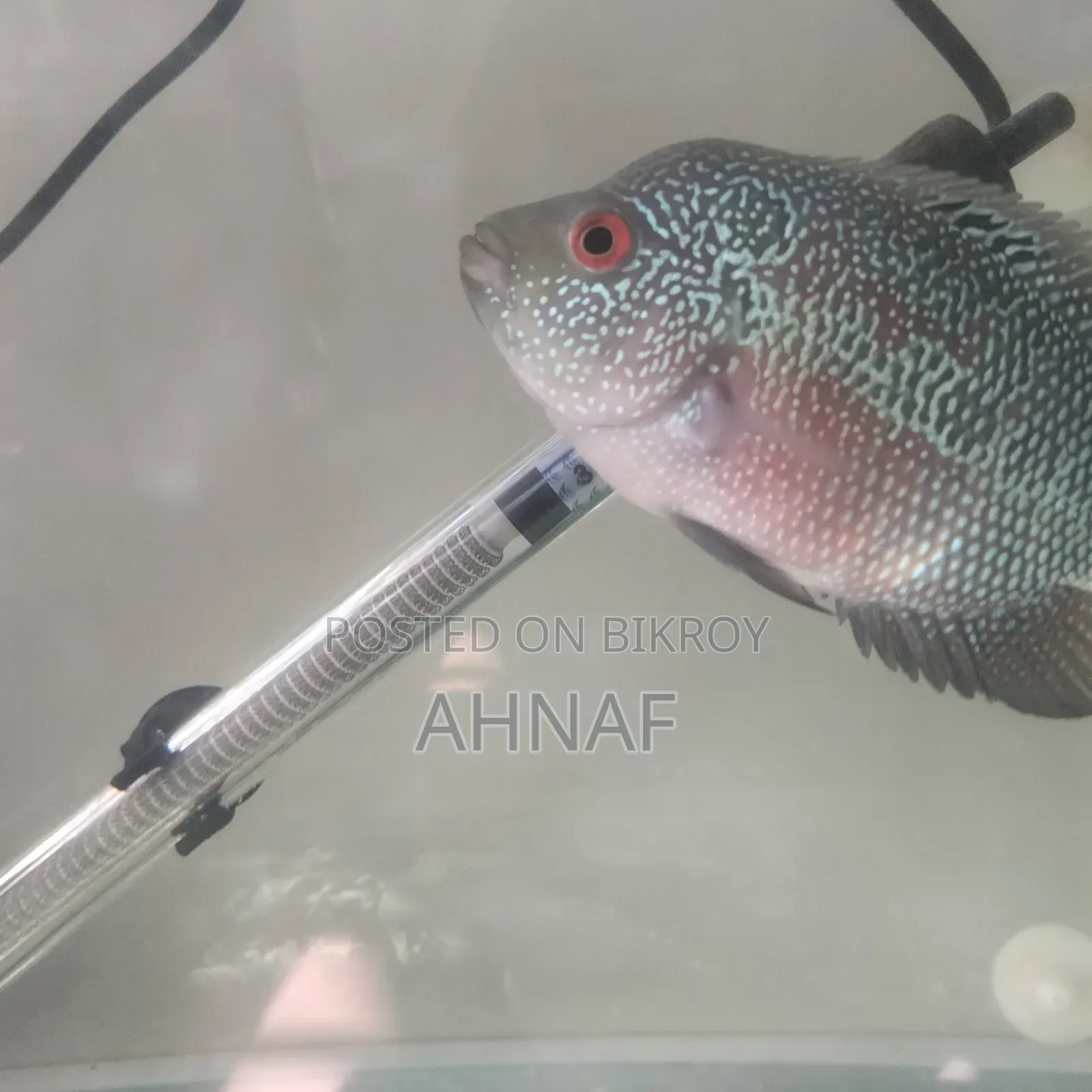 Flowerhorn SRD
