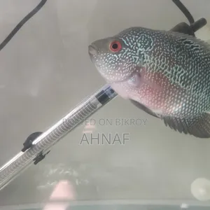 Flowerhorn SRD