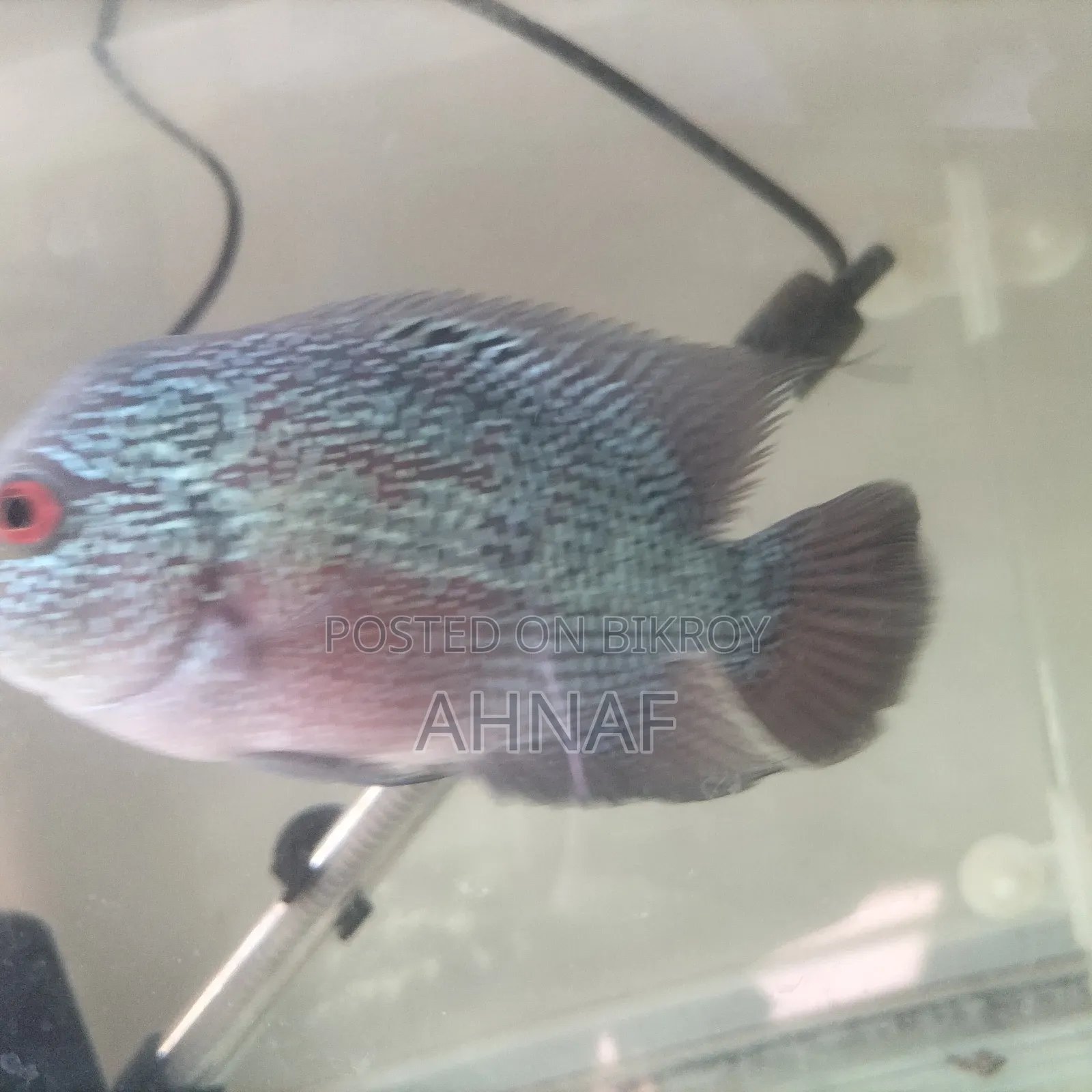 Flowerhorn SRD