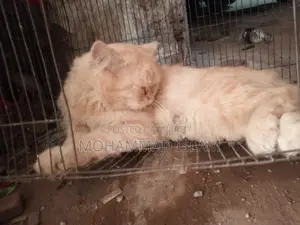 ৬-১২ মাসের নর পিউরব্রেড পার্সিয়ান
