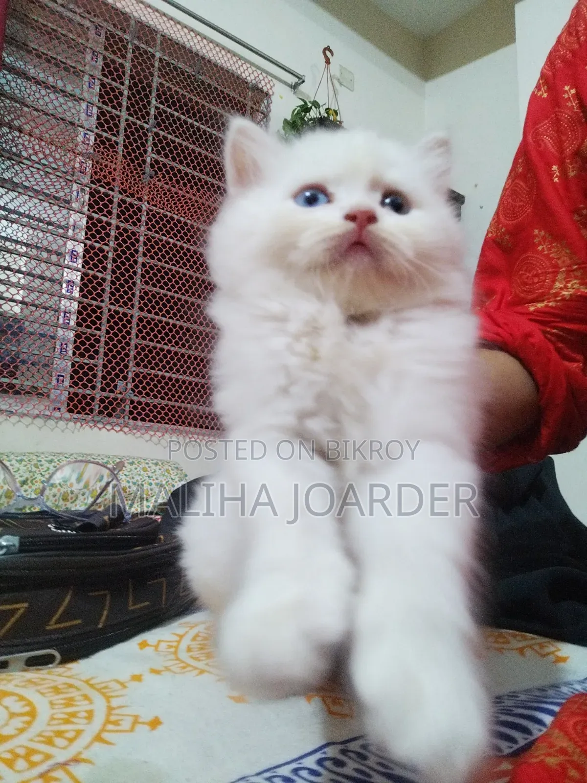1-3 months Male Purebred Persian