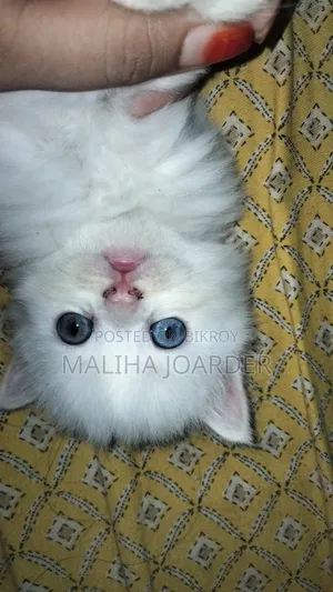 1-3 months Male Purebred Persian