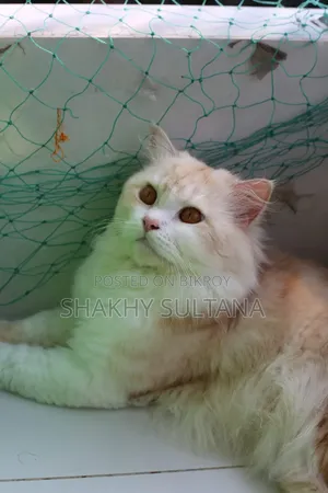 1+ year Male Purebred Persian Cat