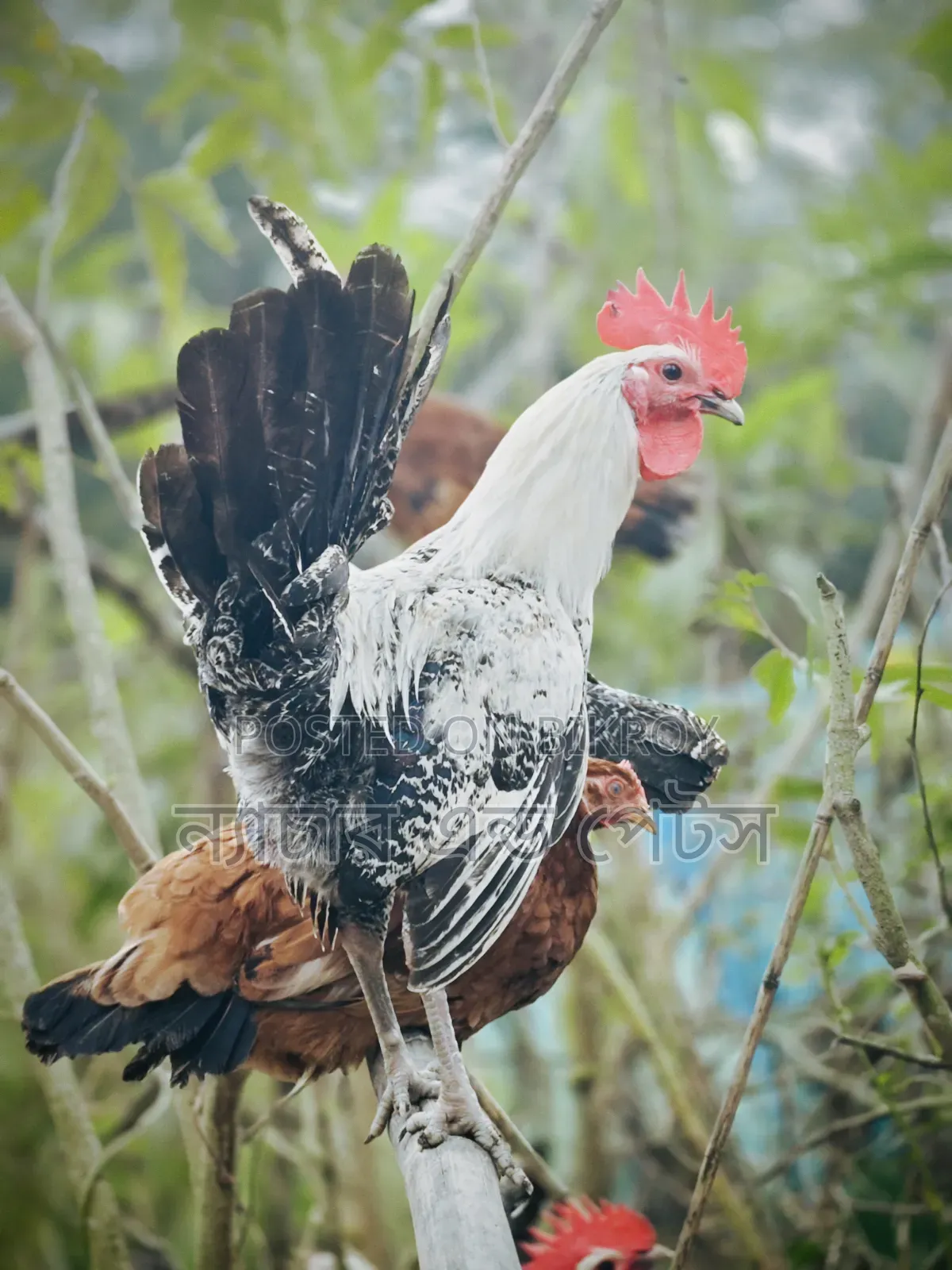 Fayoumi Rooster Sale