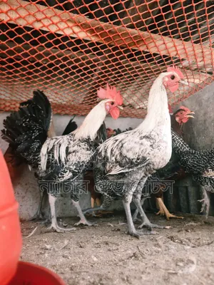 Fayoumi Rooster Sale