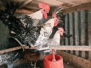Fayoumi Rooster Sale