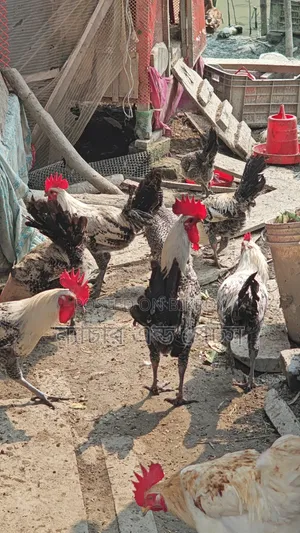 Fayoumi Rooster Sale