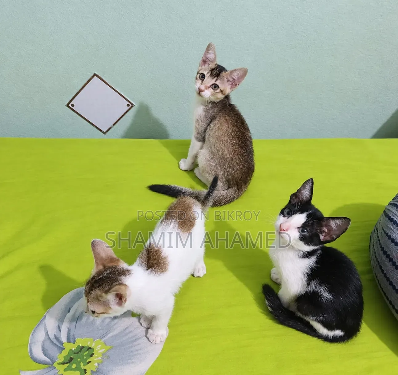১-৩ মাসের নর পিউরব্রেড বেঙ্গল
