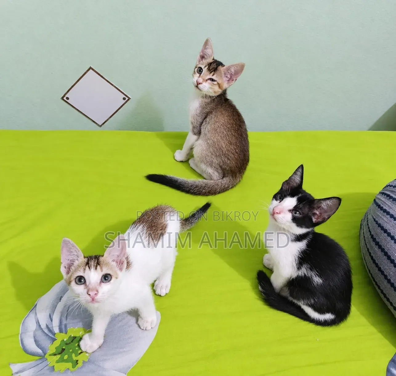 ১-৩ মাসের নর পিউরব্রেড বেঙ্গল