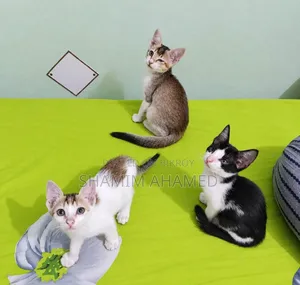 ১-৩ মাসের নর পিউরব্রেড বেঙ্গল