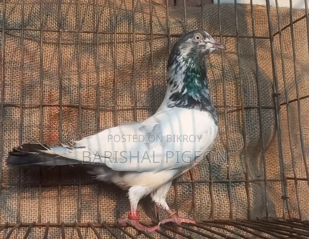 Highflyer Pigeon for Sell