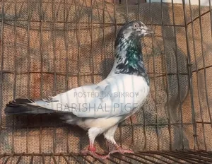 Highflyer Pigeon for Sell