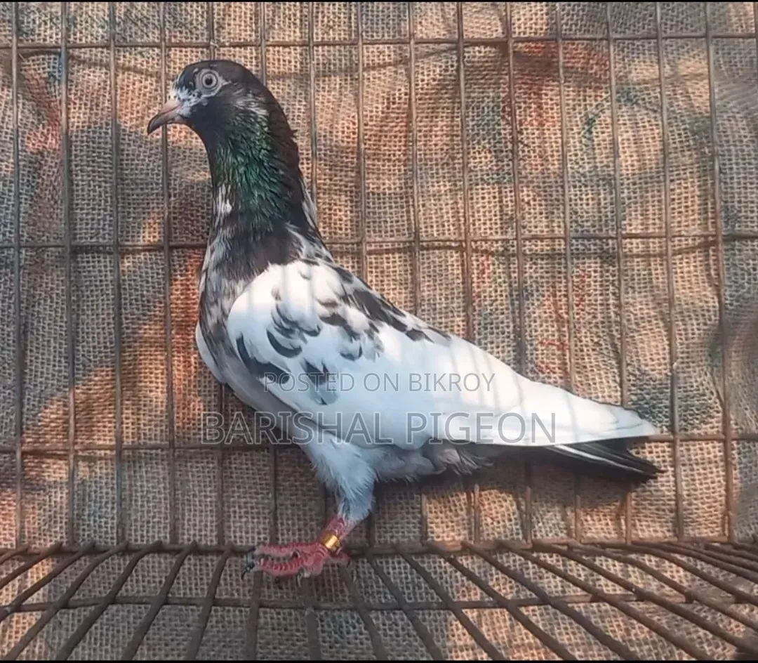 Highflyer Pigeon for Sell
