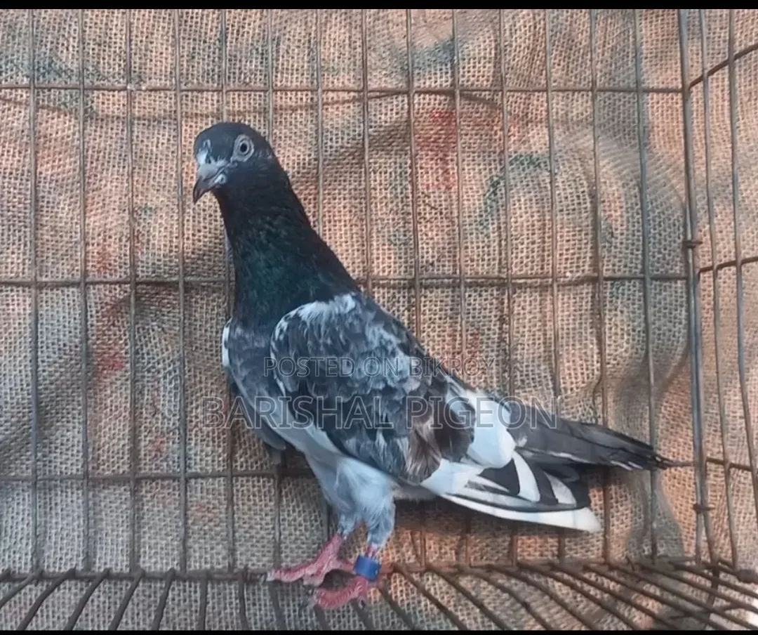 Highflyer Pigeon for Sell