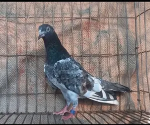 Highflyer Pigeon for Sell