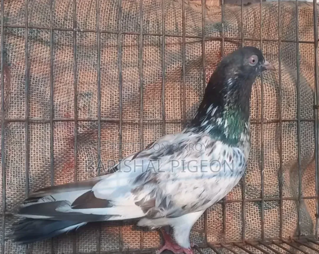 Highflyer Pigeon for Sell