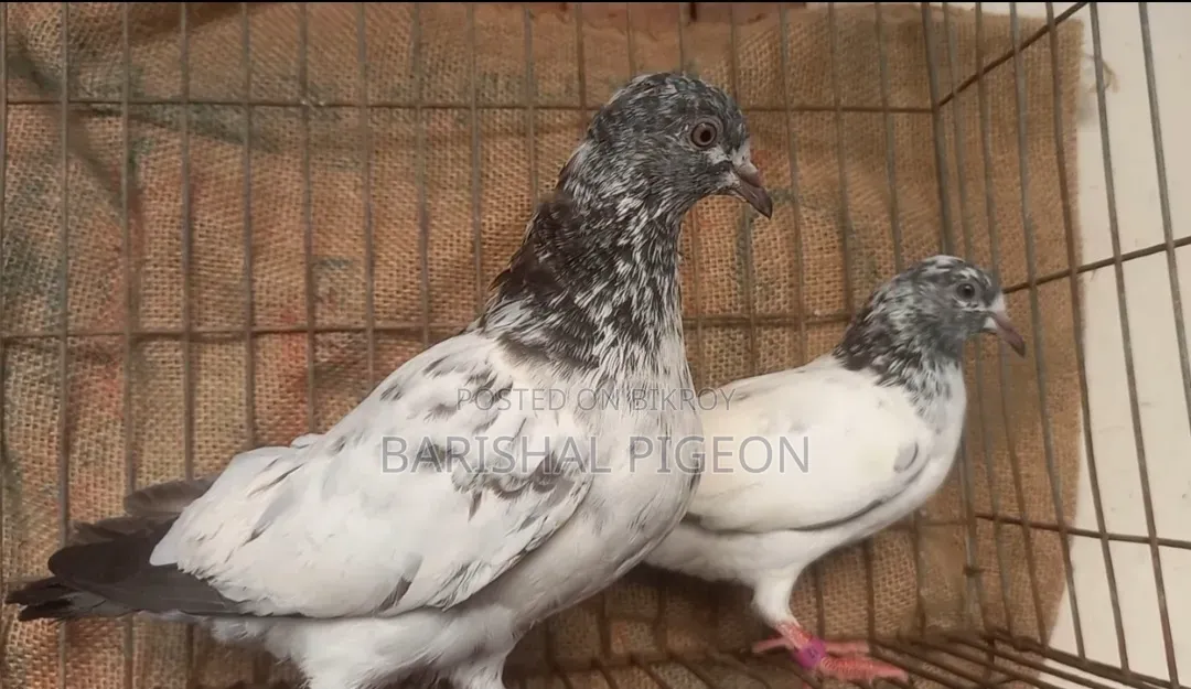Highflyer Pigeon for Sell
