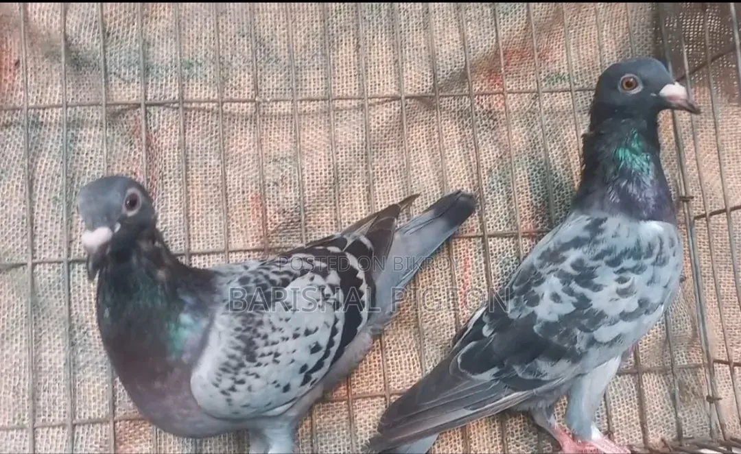 Highflyer Pigeon for Sell