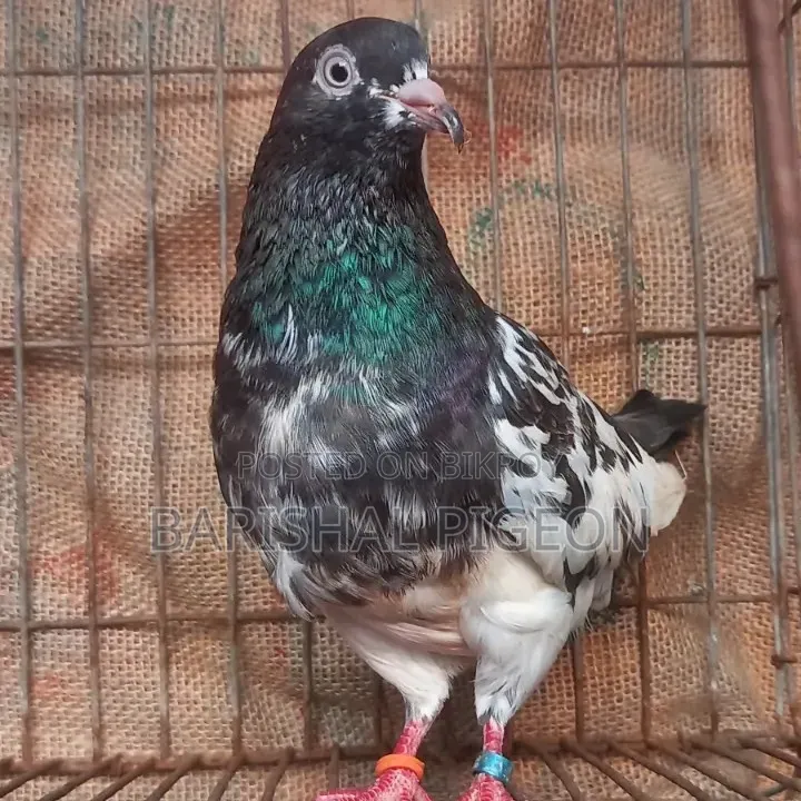 Highflyer Pigeon for Sell