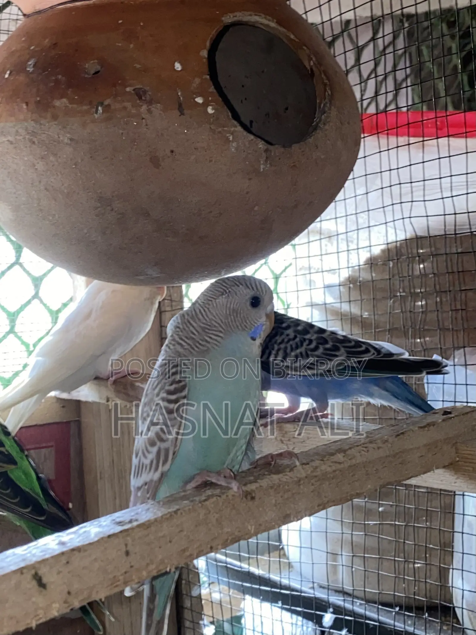 Budgerigar Parrot New Baby 2/3 Months