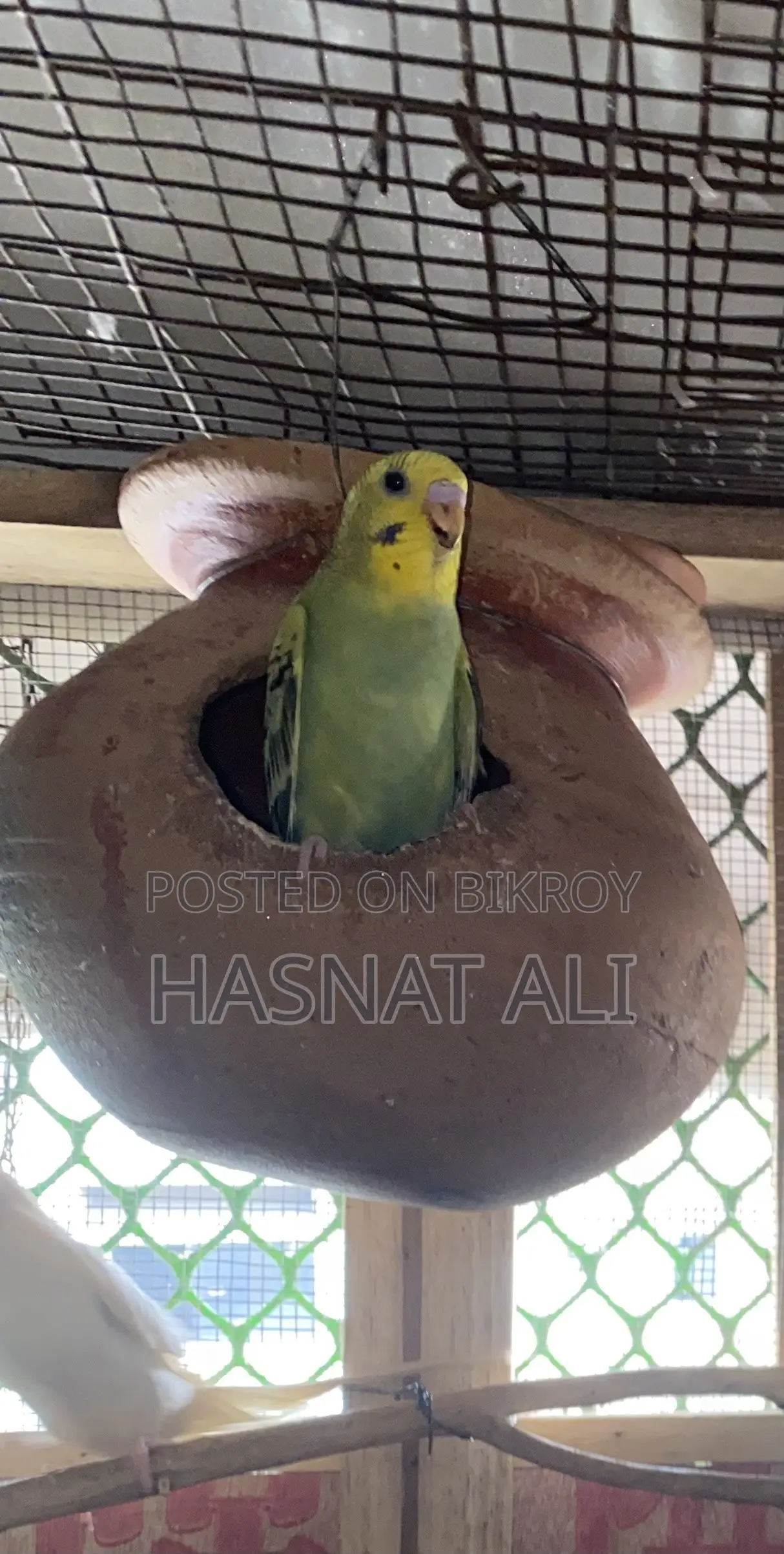 Budgerigar Parrot New Baby 2/3 Months