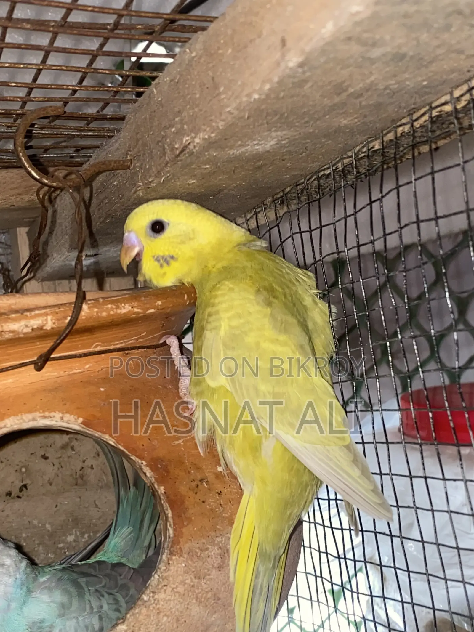 Budgerigar Parrot New Baby 2/3 Months