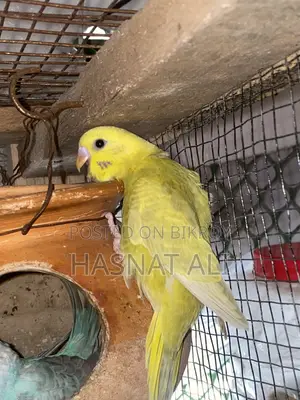 Budgerigar Parrot New Baby 2/3 Months