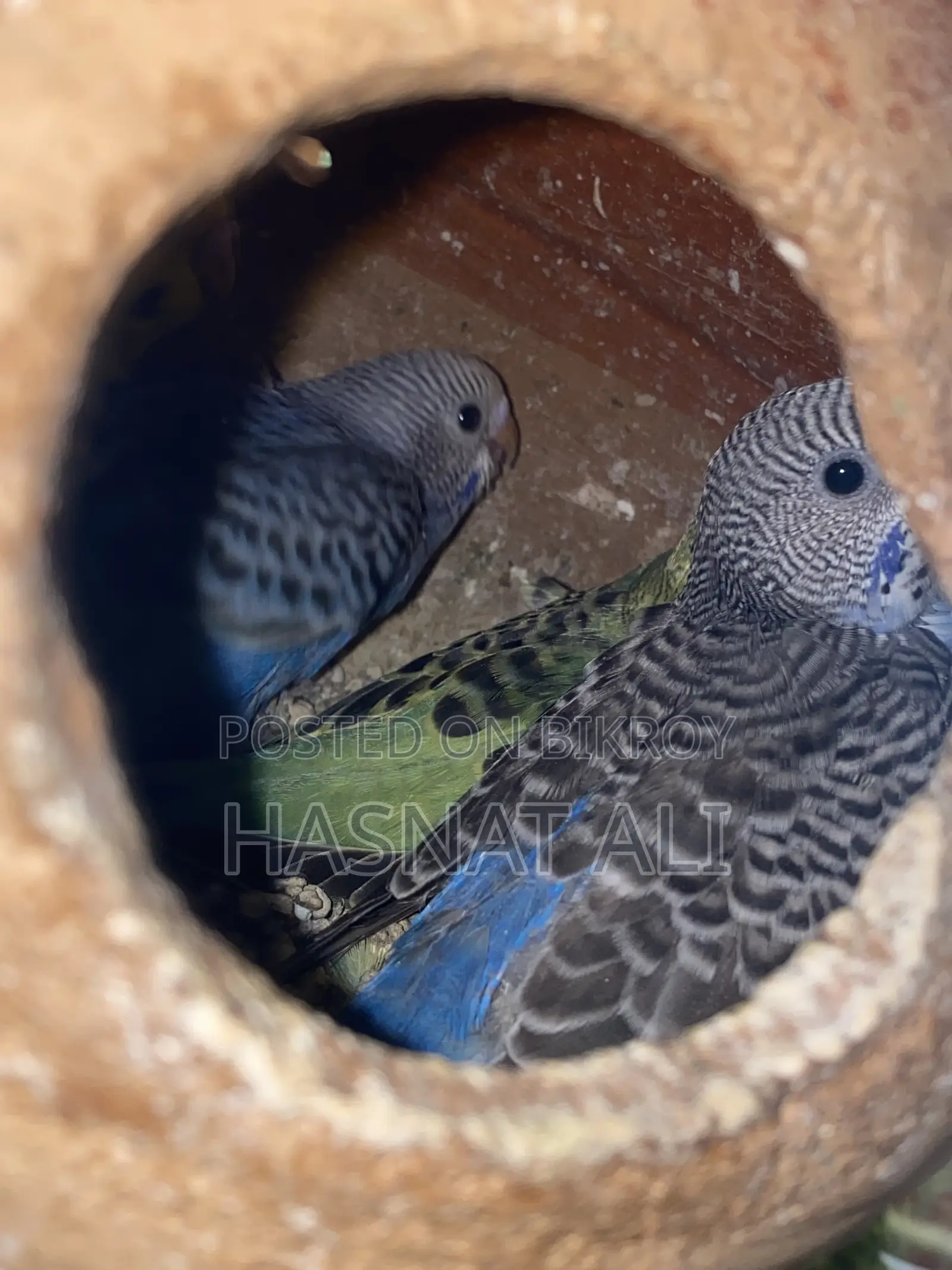 Budgerigar Parrot New Baby 2/3 Months