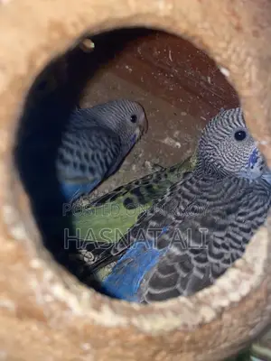 Budgerigar Parrot New Baby 2/3 Months