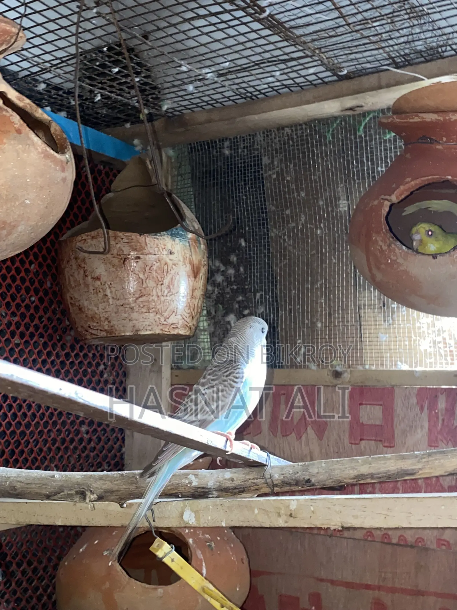 Budgerigar Parrot New Baby 2/3 Months