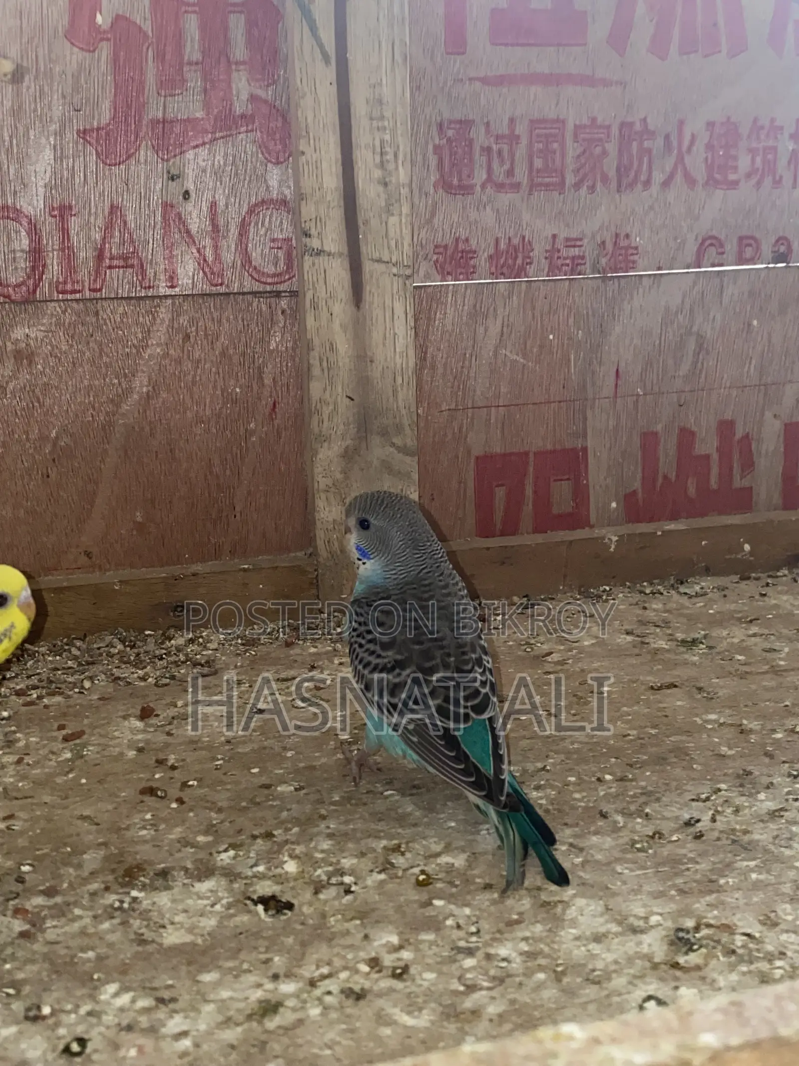 Budgerigar Parrot New Baby 2/3 Months