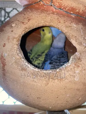 Budgerigar Parrot New Baby 2/3 Months