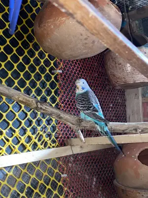 Budgerigar Parrot New Baby 2/3 Months