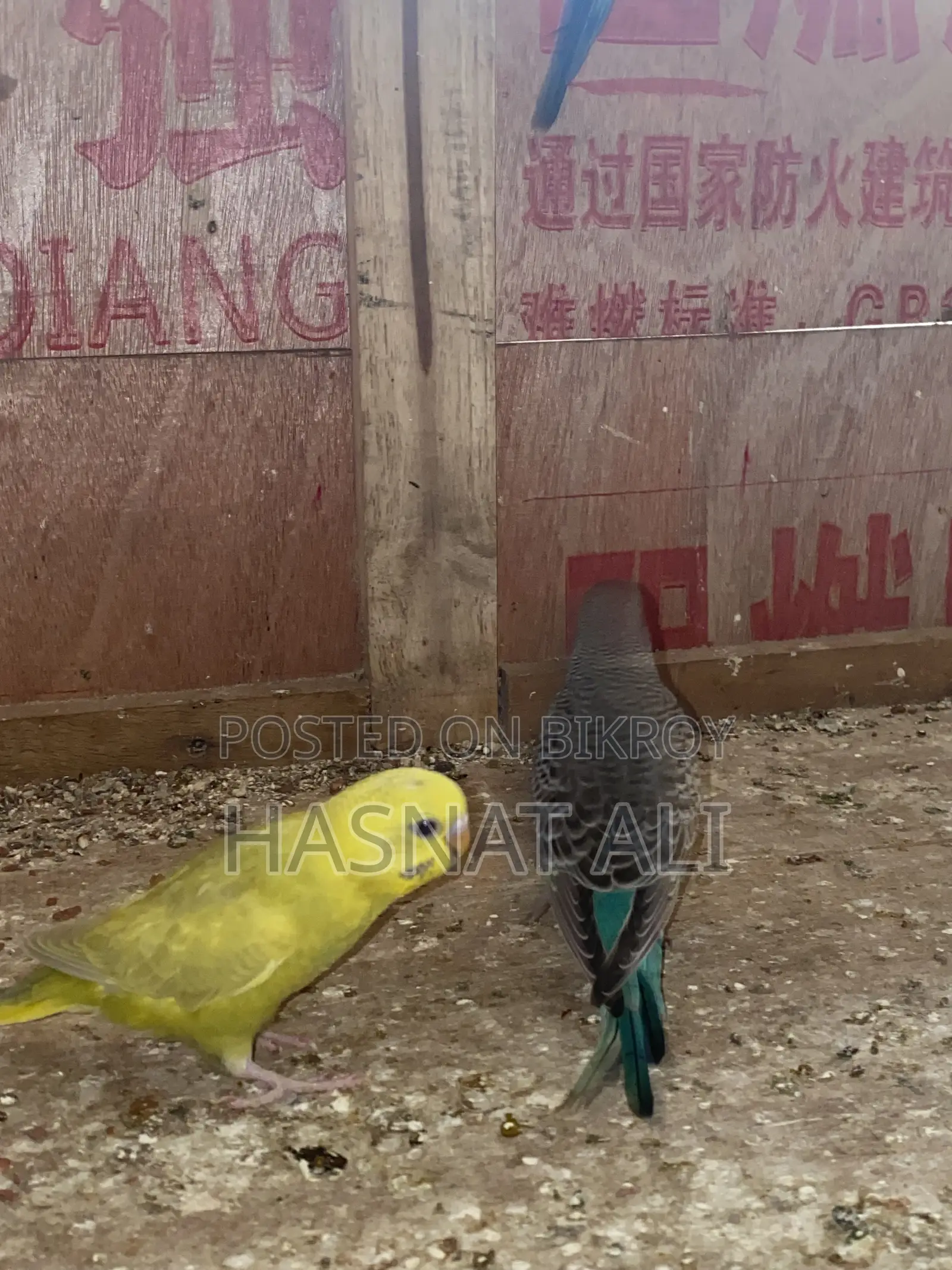 Budgerigar Parrot New Baby 2/3 Months