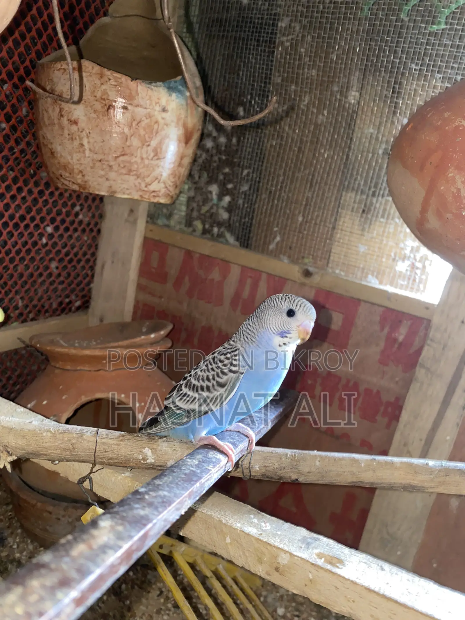 Budgerigar Parrot New Baby 2/3 Months