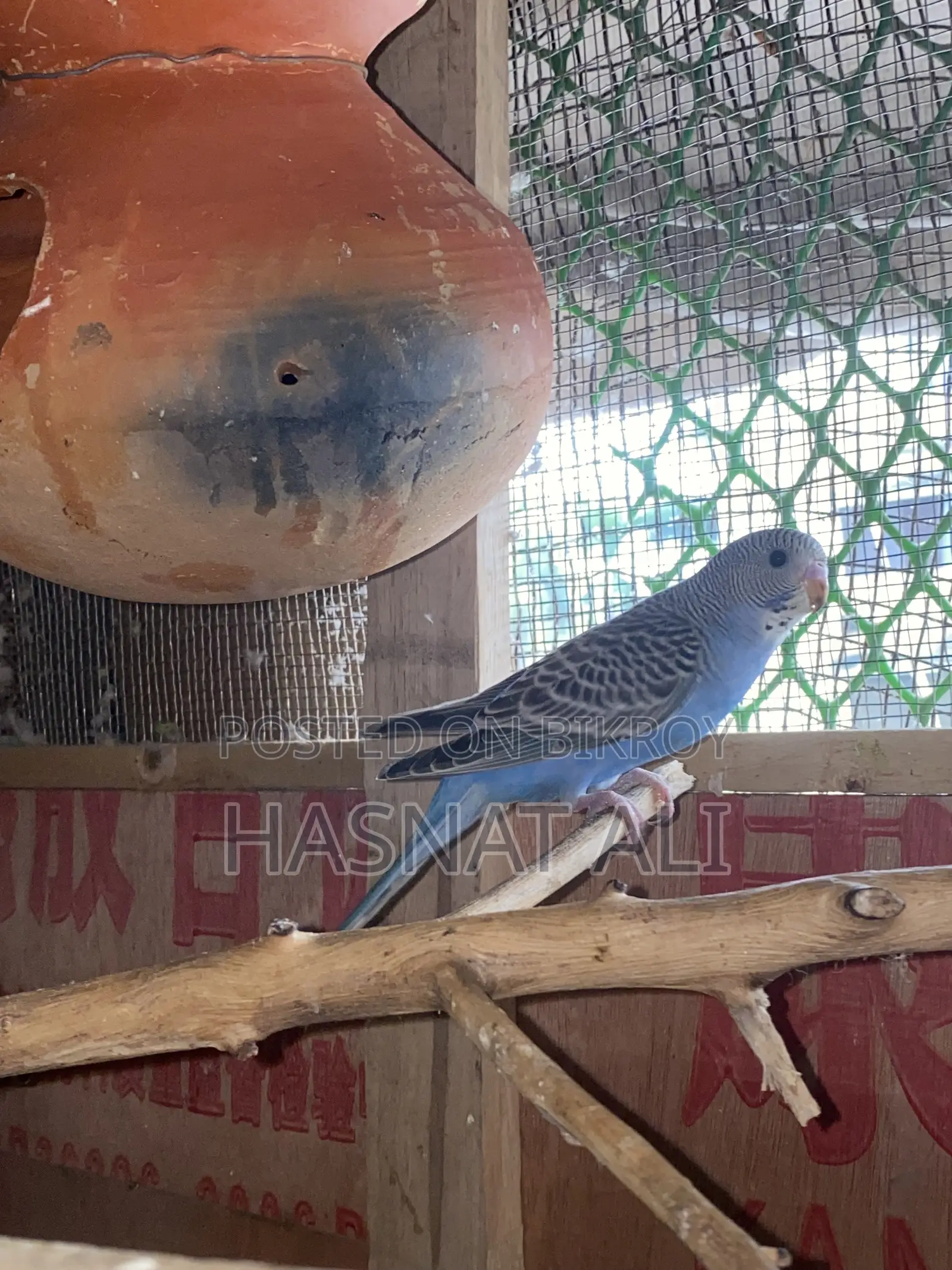 Budgerigar Parrot New Baby 2/3 Months