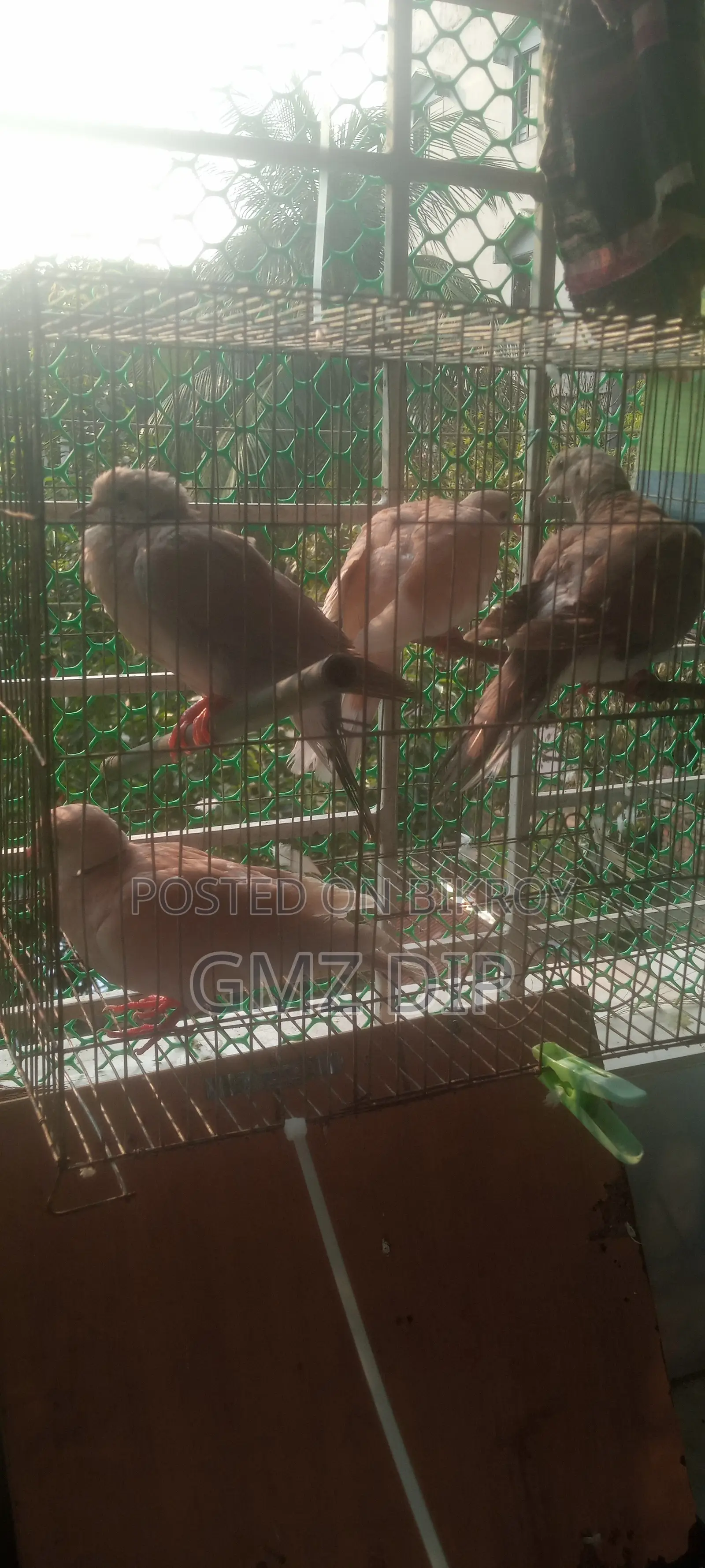 Australian Silver Dove