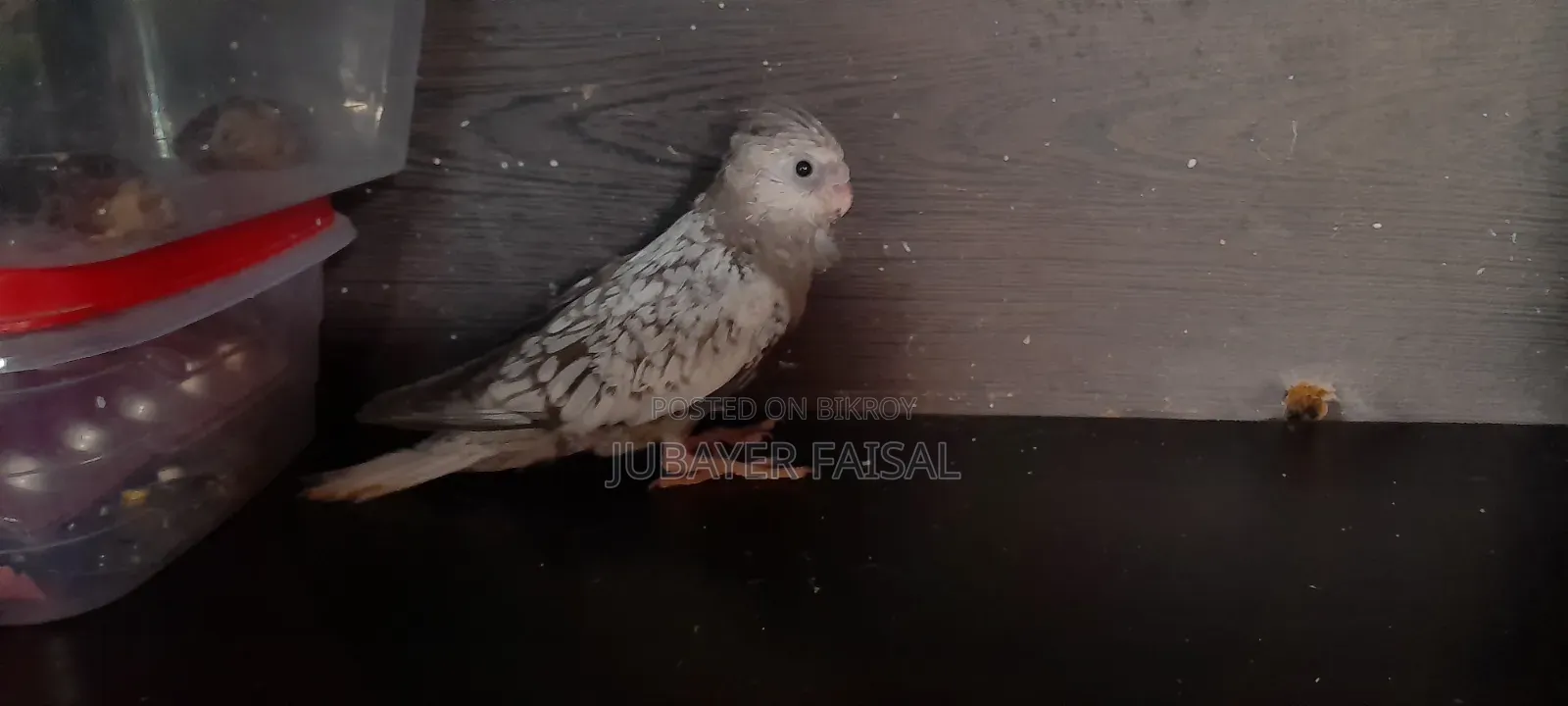 ককাটেল পাখি বিক্রির জন্য!