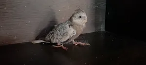 ককাটেল পাখি বিক্রির জন্য!