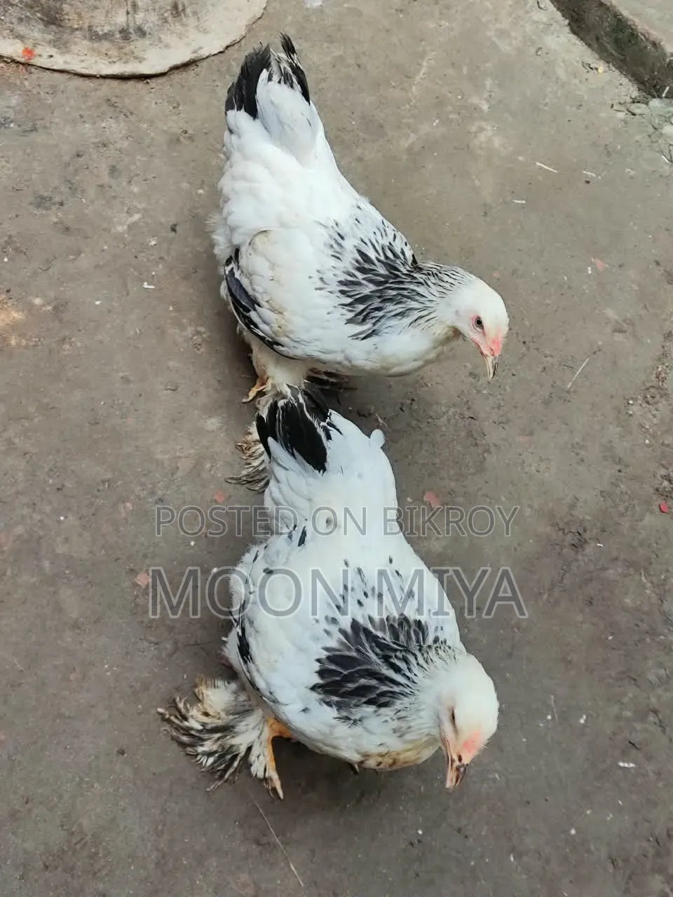 লাইট ব্রামা মুরগী