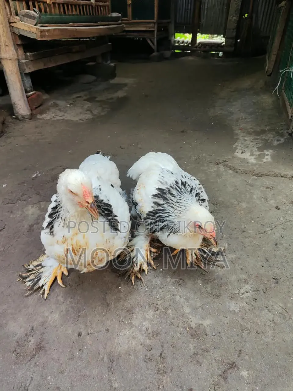 লাইট ব্রামা মুরগী