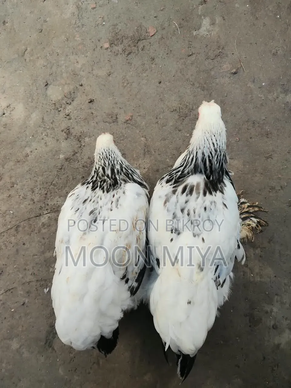 লাইট ব্রামা মুরগী
