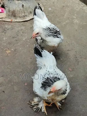 লাইট ব্রামা মুরগী