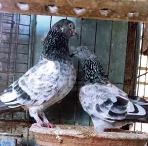 High Flyer Silver Giribaj Pigeon 1 Pair for Sale