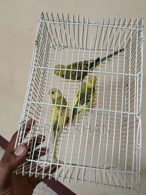 ৩টি বাজরিকা পিড বিক্রির জন্য আছে