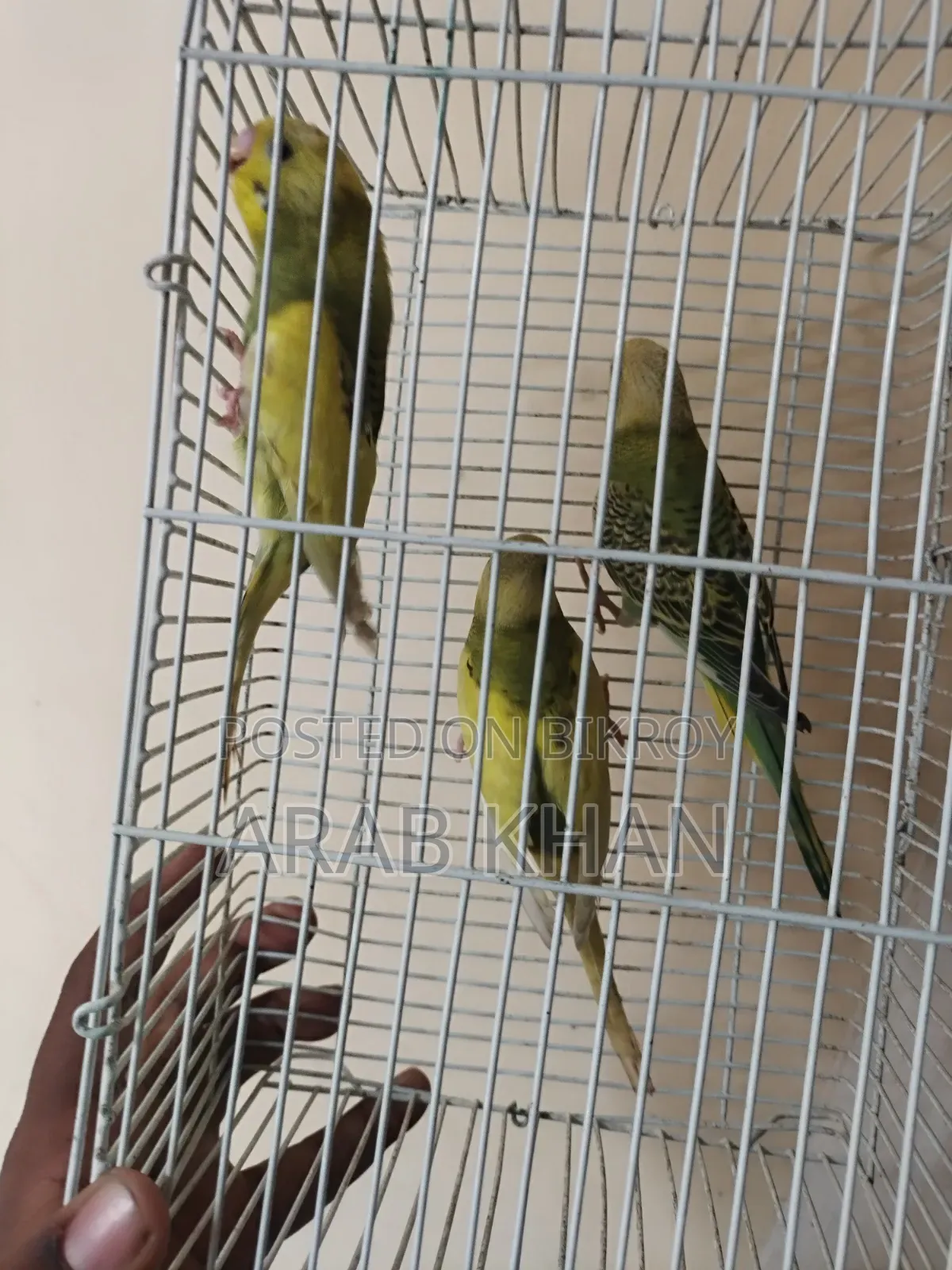 ৩টি বাজরিকা পিড বিক্রির জন্য আছে