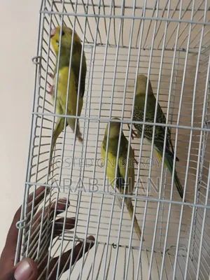 ৩টি বাজরিকা পিড বিক্রির জন্য আছে