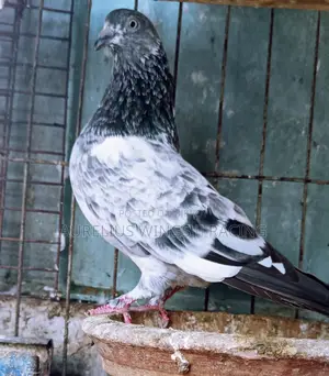 High Flyer Silver Giribaj Pigeon 1 Pair for Sale