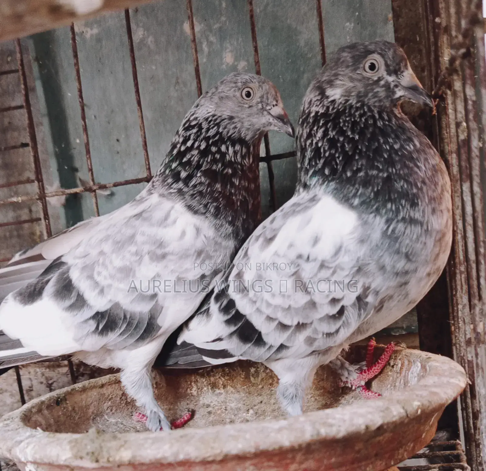 High Flyer Silver Giribaj Pigeon 1 Pair for Sale