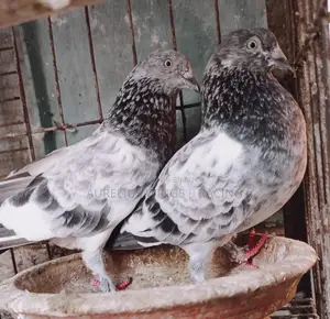 High Flyer Silver Giribaj Pigeon 1 Pair for Sale